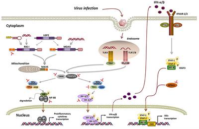 Molecular Mechanisms of Foot-and-Mouth Disease Virus Targeting the Host Antiviral Response